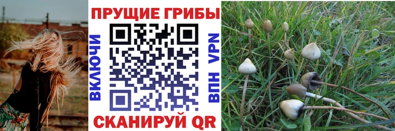 Псилоцибиновые грибы Psilocybe Верхоянск